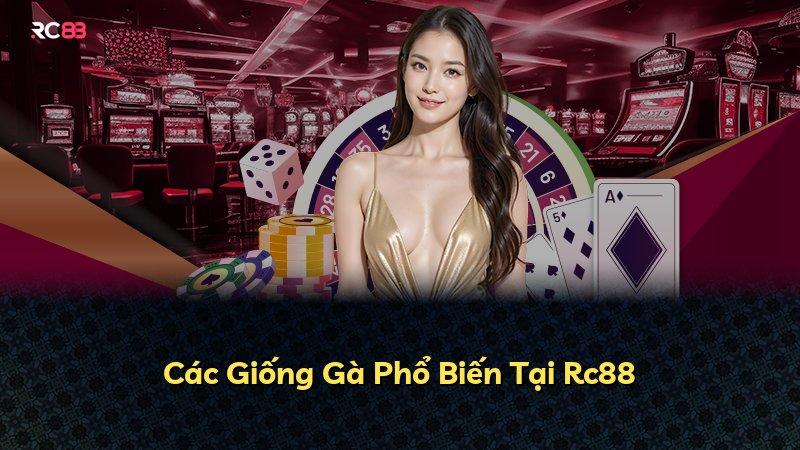 Các Giống Gà Phổ Biến Tại Rc88